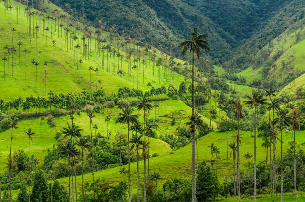 ethereal-roots-fellowship-colombia-holistic-retreat
